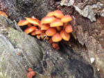 Velvet Shank, Flammulina velutipes